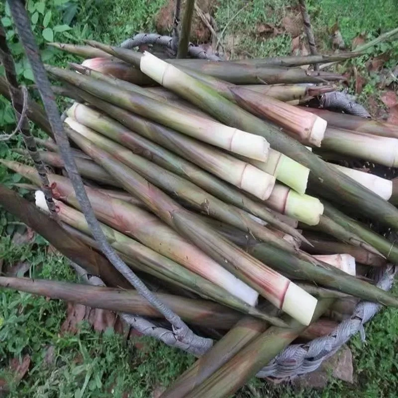 新鲜当季水竹笋带壳现挖蔬菜必备包邮
