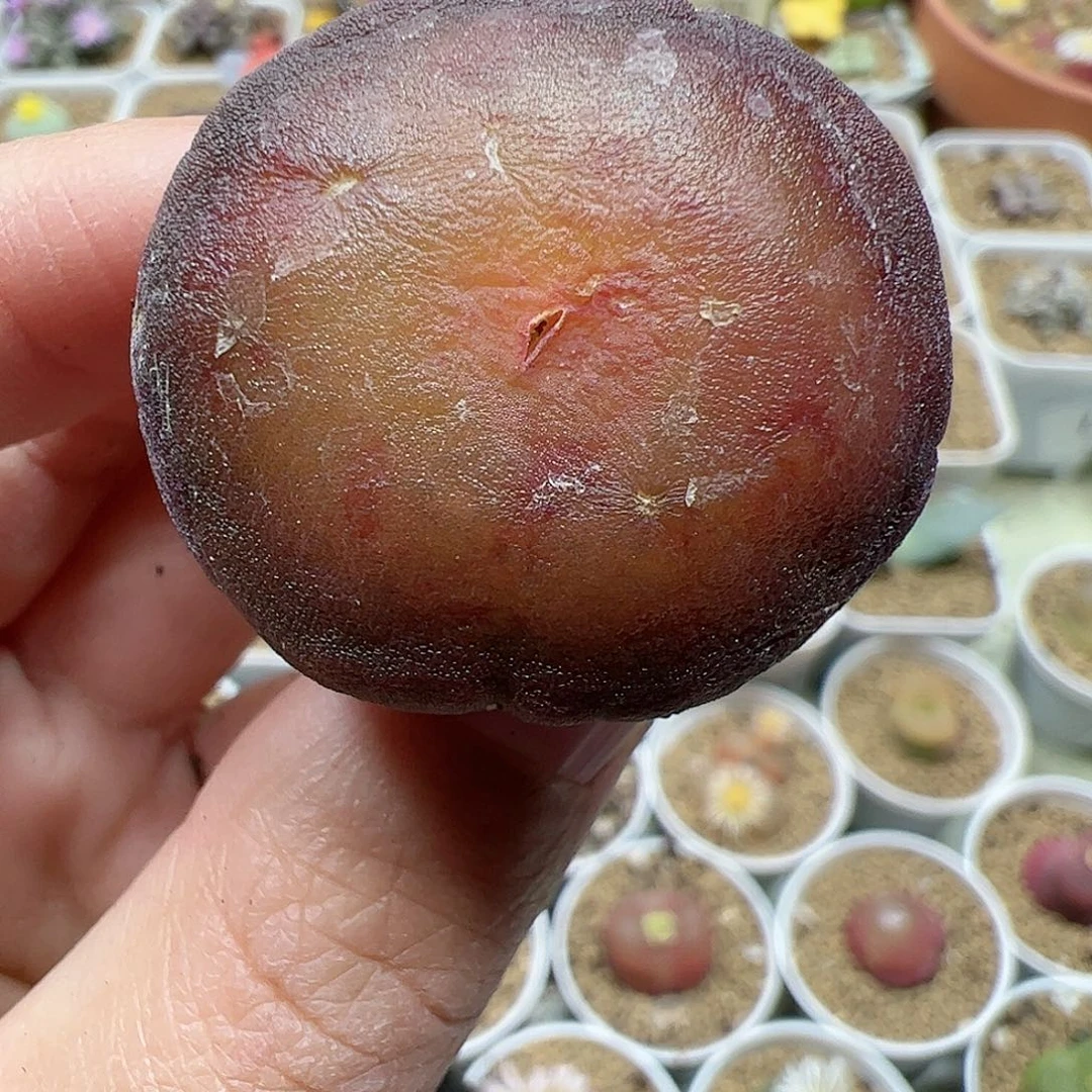 【闪购商品】96 贴地灯泡