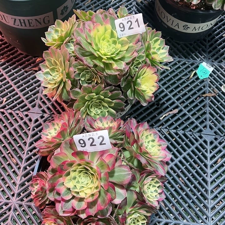 922921玉滋海王多肉植物