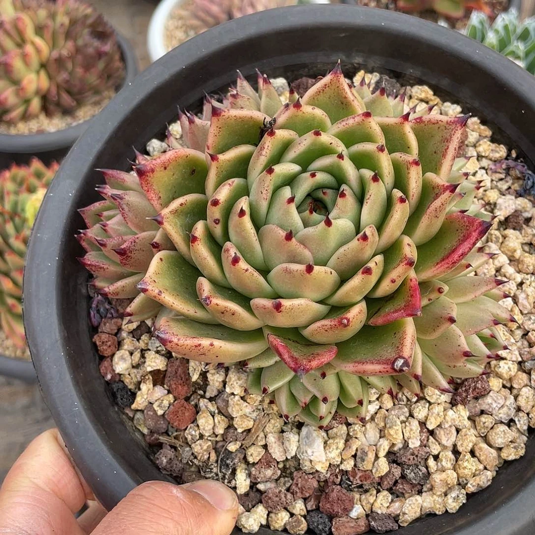 用****4多肉植物一物一拍