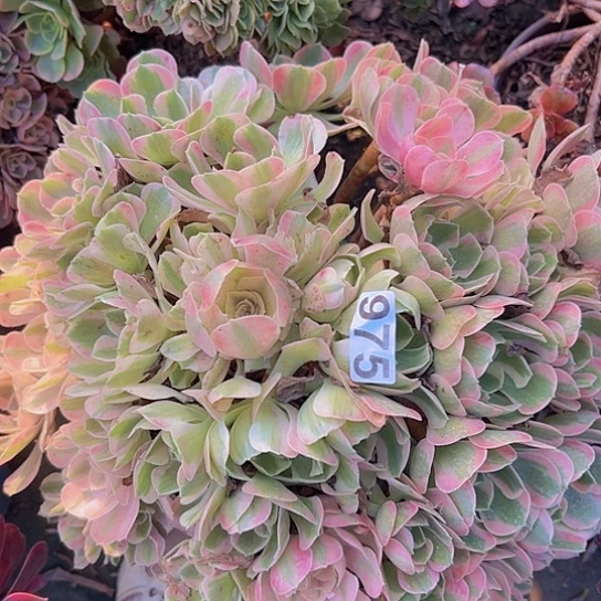 封***答多肉植物一个男神
