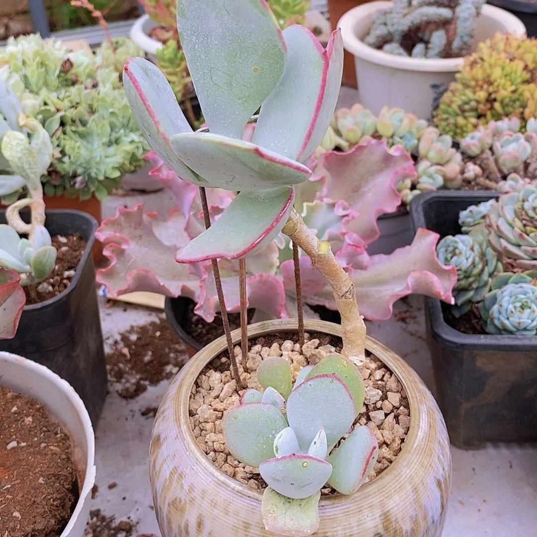 多肉植物非常福利白眉