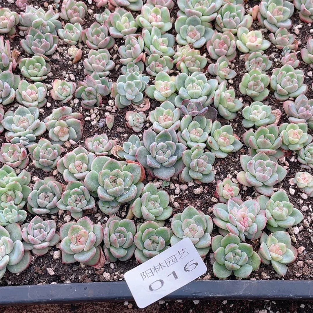 布***辣多肉植物多肉植物16