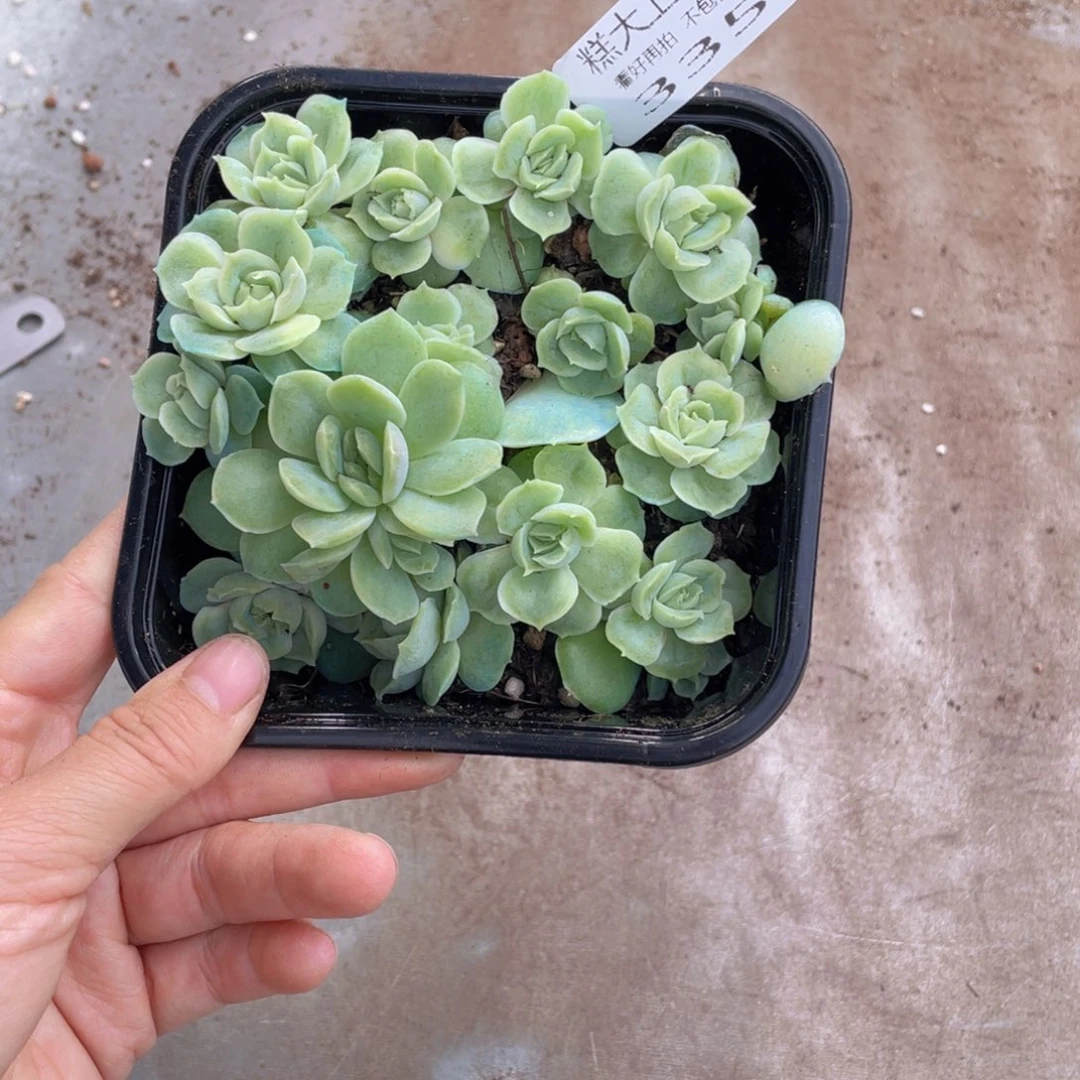 糕大上多肉植物335