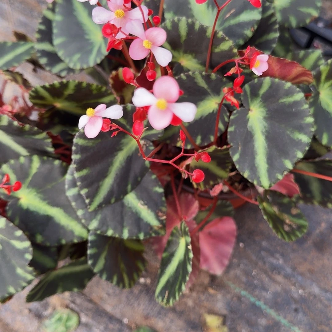 完全开放埃及艳后一颗