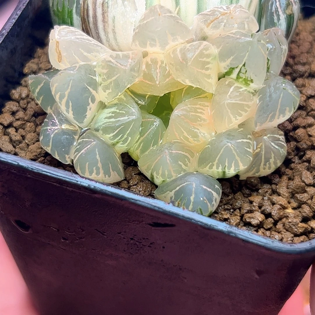 糊斑水晶实生锦十二