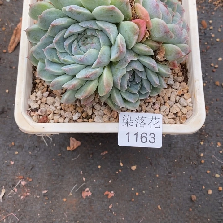 ***气精品多肉植物1163