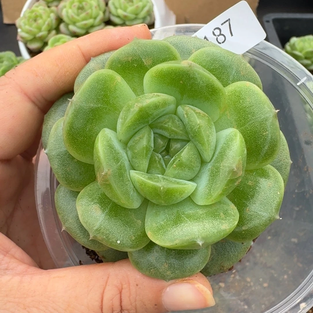 一物一拍一物一拍1109-187