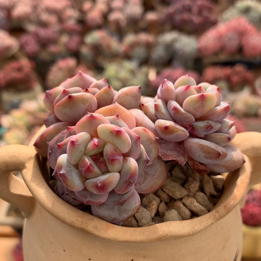 星星橙一物一拍 062