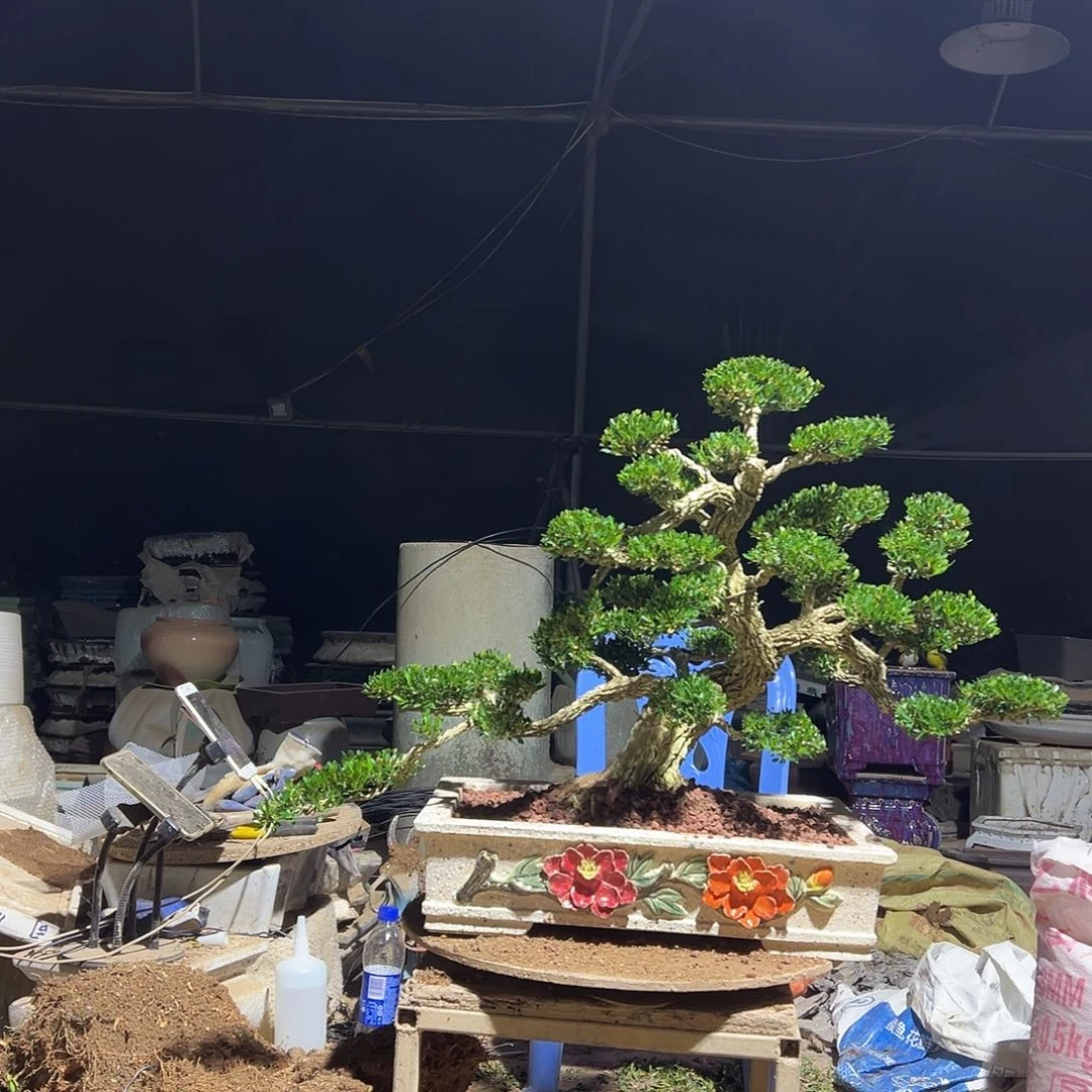 无花朵广东雀舌黄杨盆景