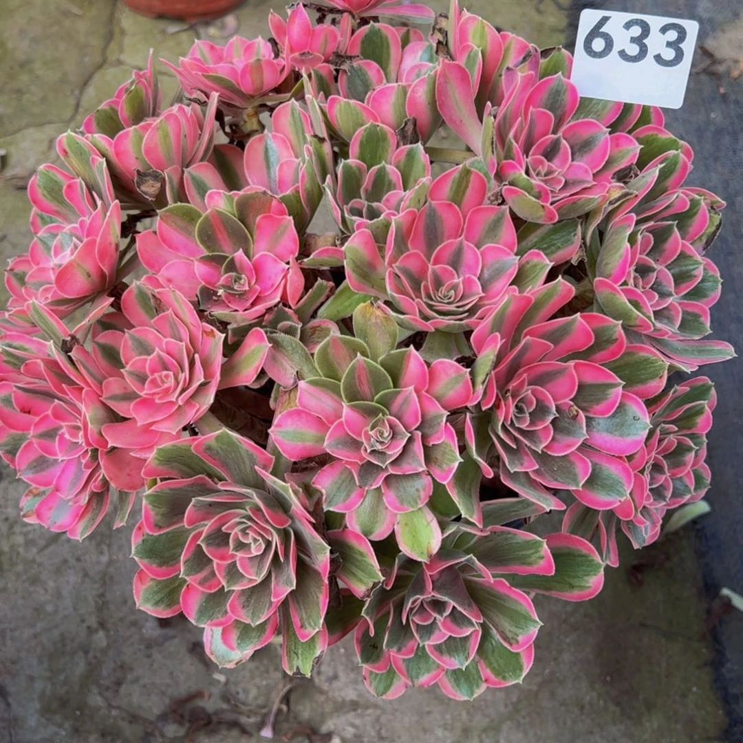 *****全部花朵男神63333333333333