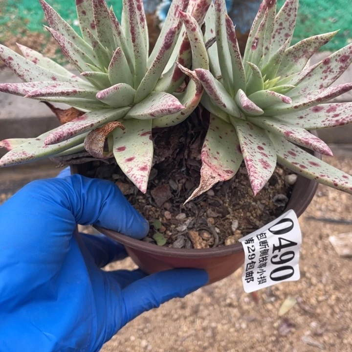 490号伊静思多肉植物