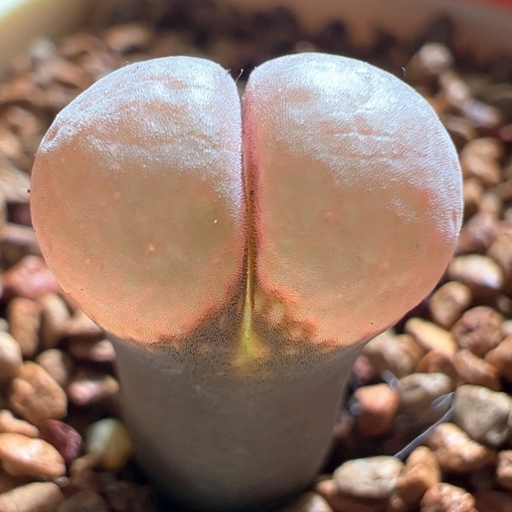 w680。优选兔兔特鼓翻窗c10。2年88折后价