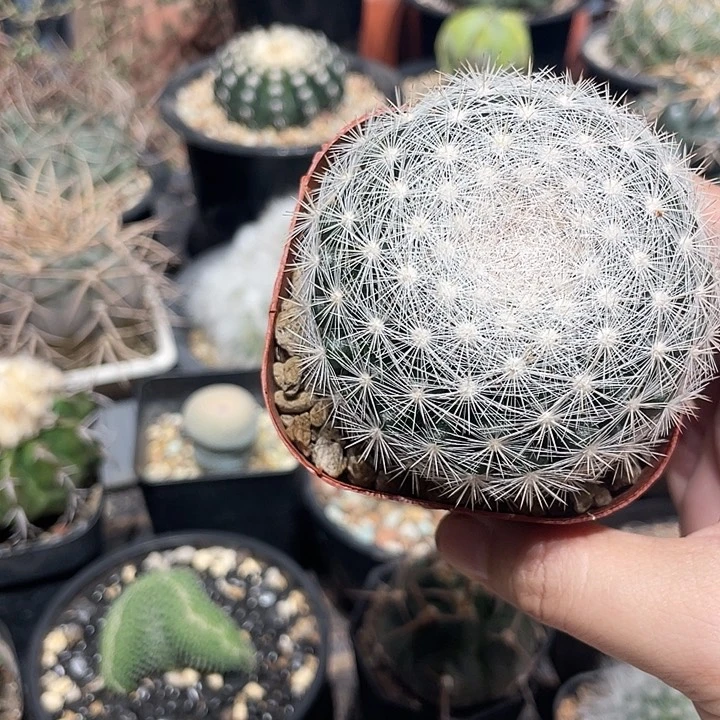 实生满月仙人球一颗