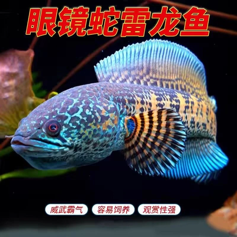 雷龙鱼黄金眼镜蛇 鬼王
