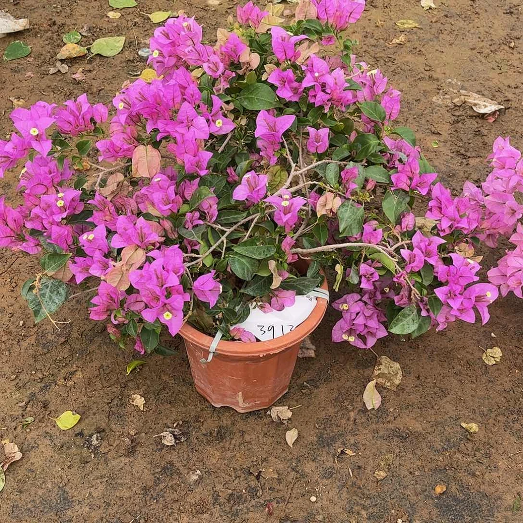 完全开放请***福3912巴西紫