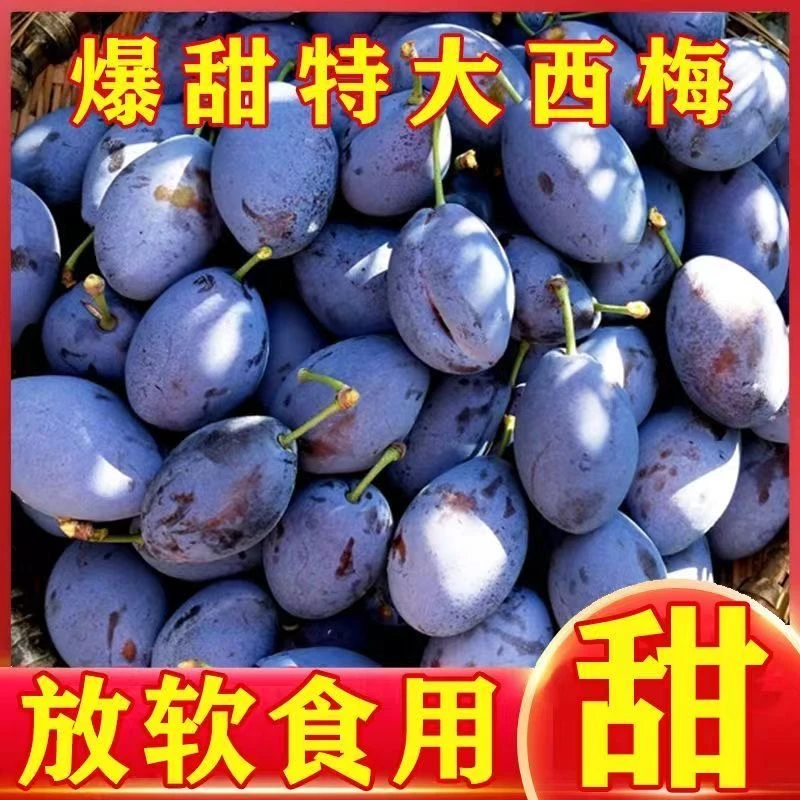 S2新鲜现摘大西梅鲜果正宗西梅酸甜可口