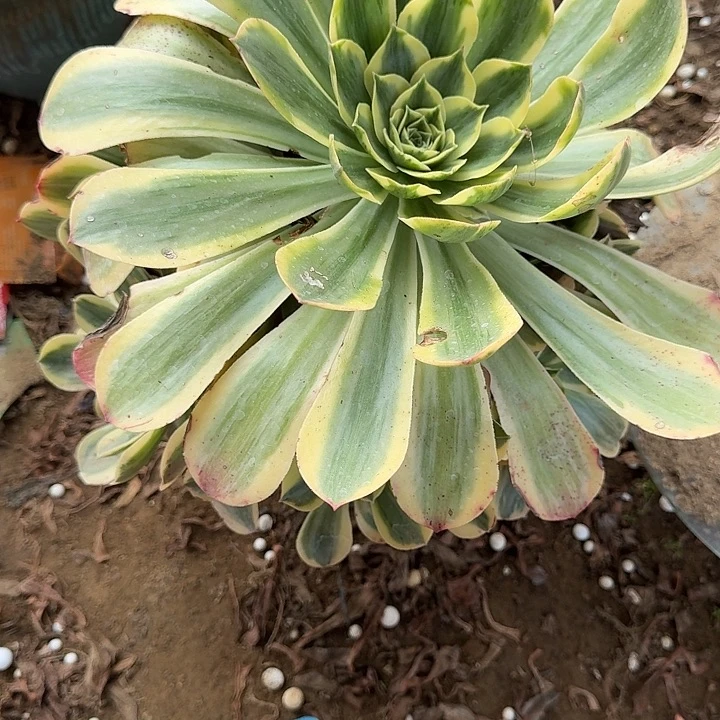 余***就香龙盘白锦多肉哦哦哦哦哦哦