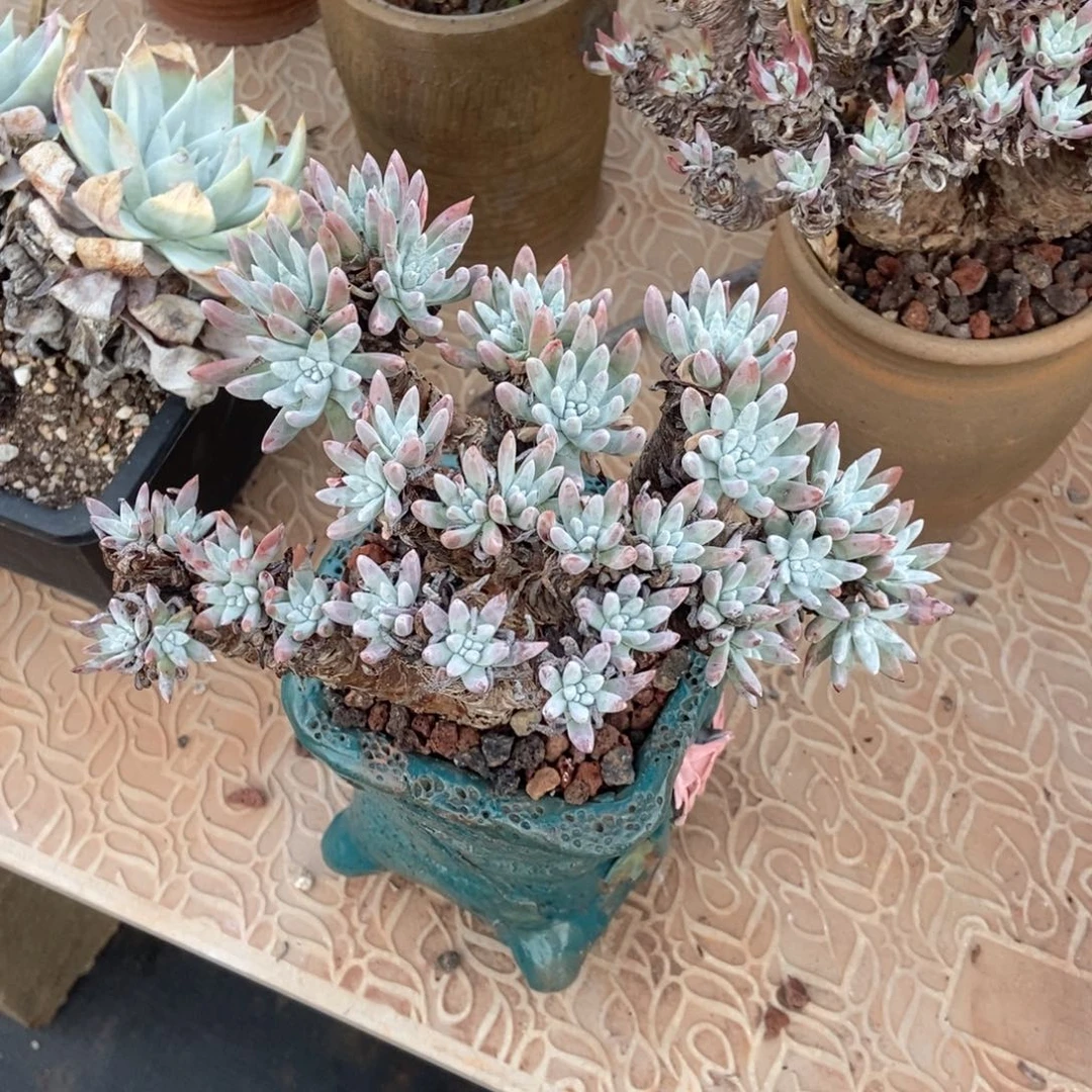 白鹭多肉植物啦啦啦