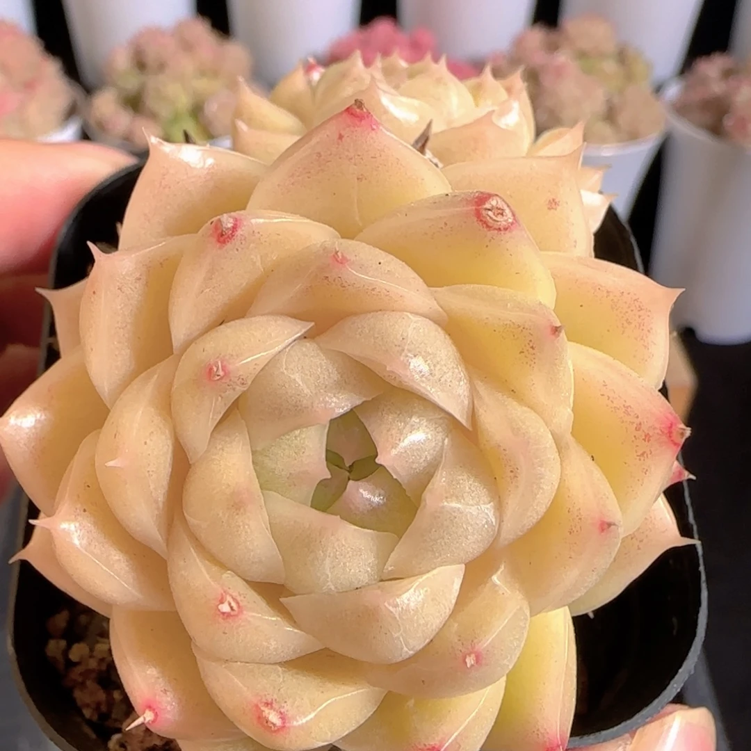 多肉0104-21油亮包子麦秆