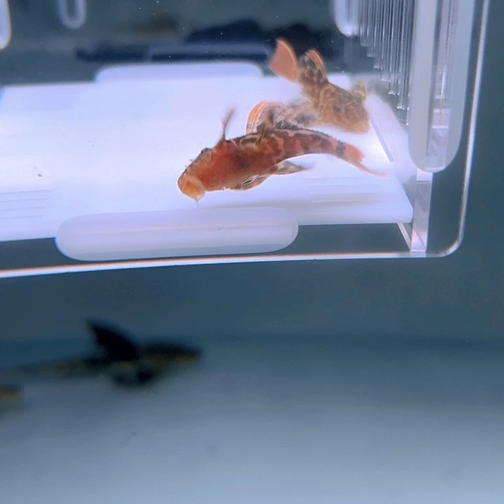 清道夫鱼7-038帝王血钻 2条尺寸3.5