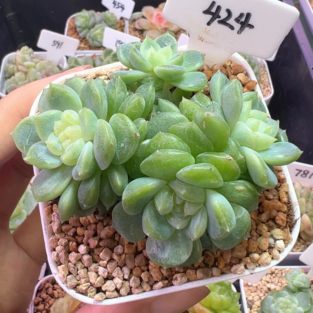 424号泼天富贵 晗雨