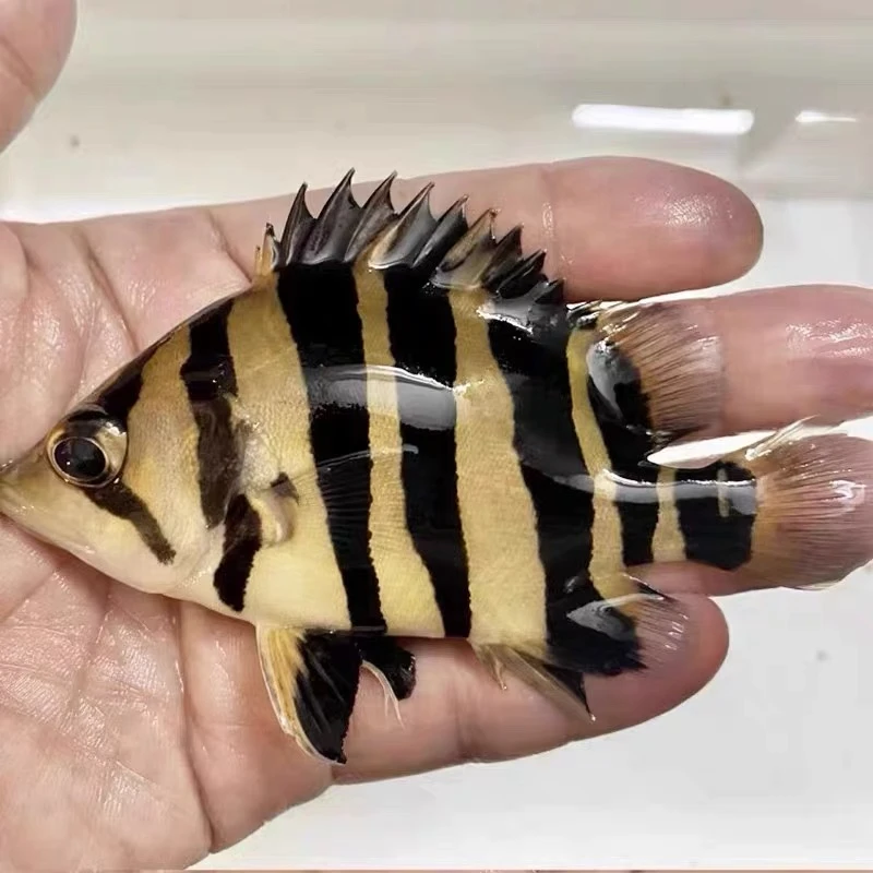 虎鱼苏虎三纹四纹泰北虎混养练手淡水热带观赏鱼