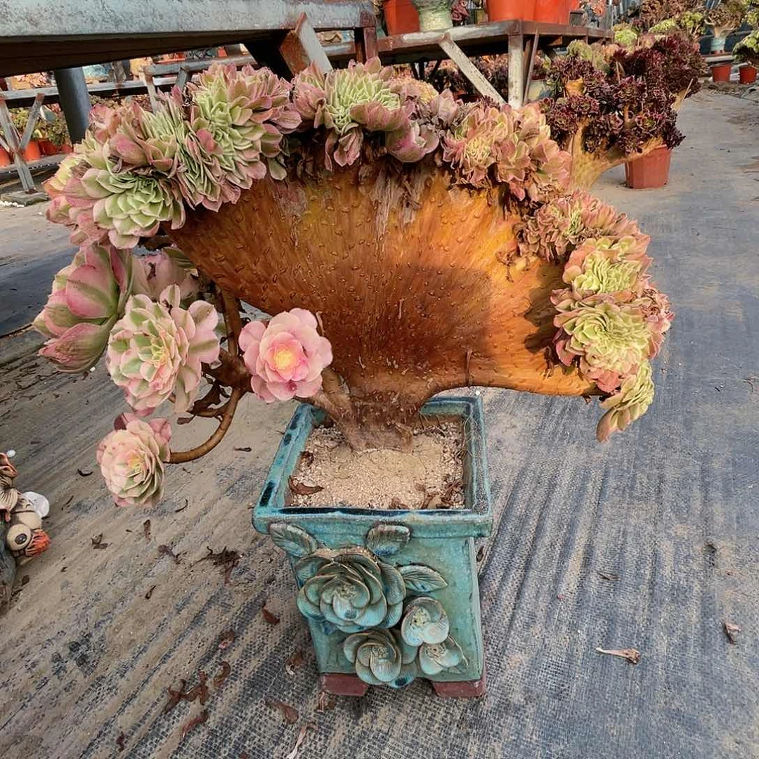【闪购商品】全部花朵荔枝