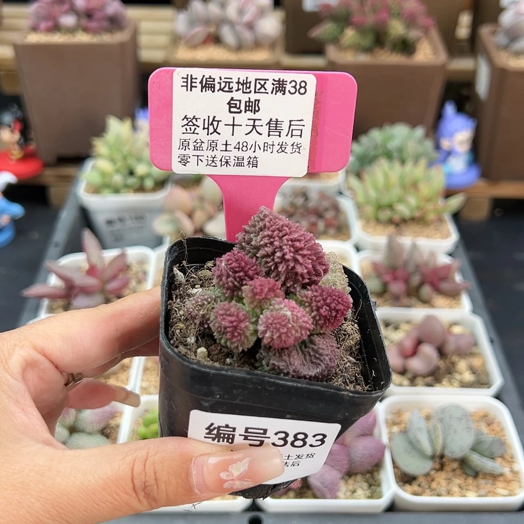 简**乐383朱紫玉多肉植物