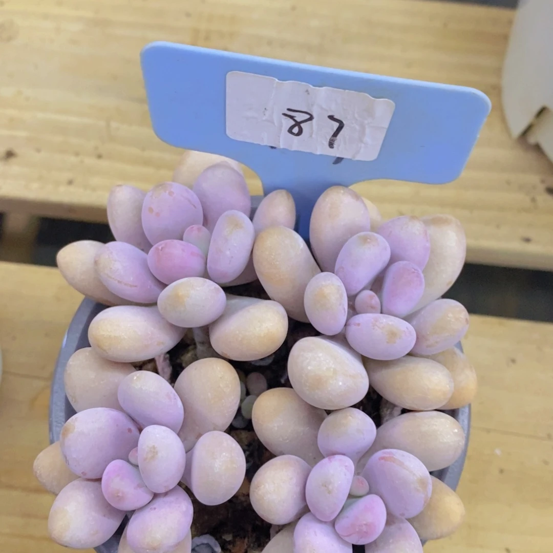 开心多肉，一单包邮，一物一拍
