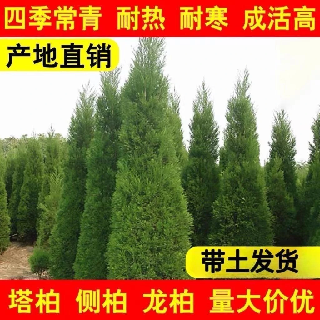 塔柏树苗四季常青宝塔型塔松绿化苗松柏