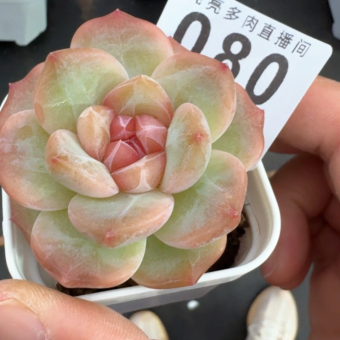 孤品珍妮         多肉植物