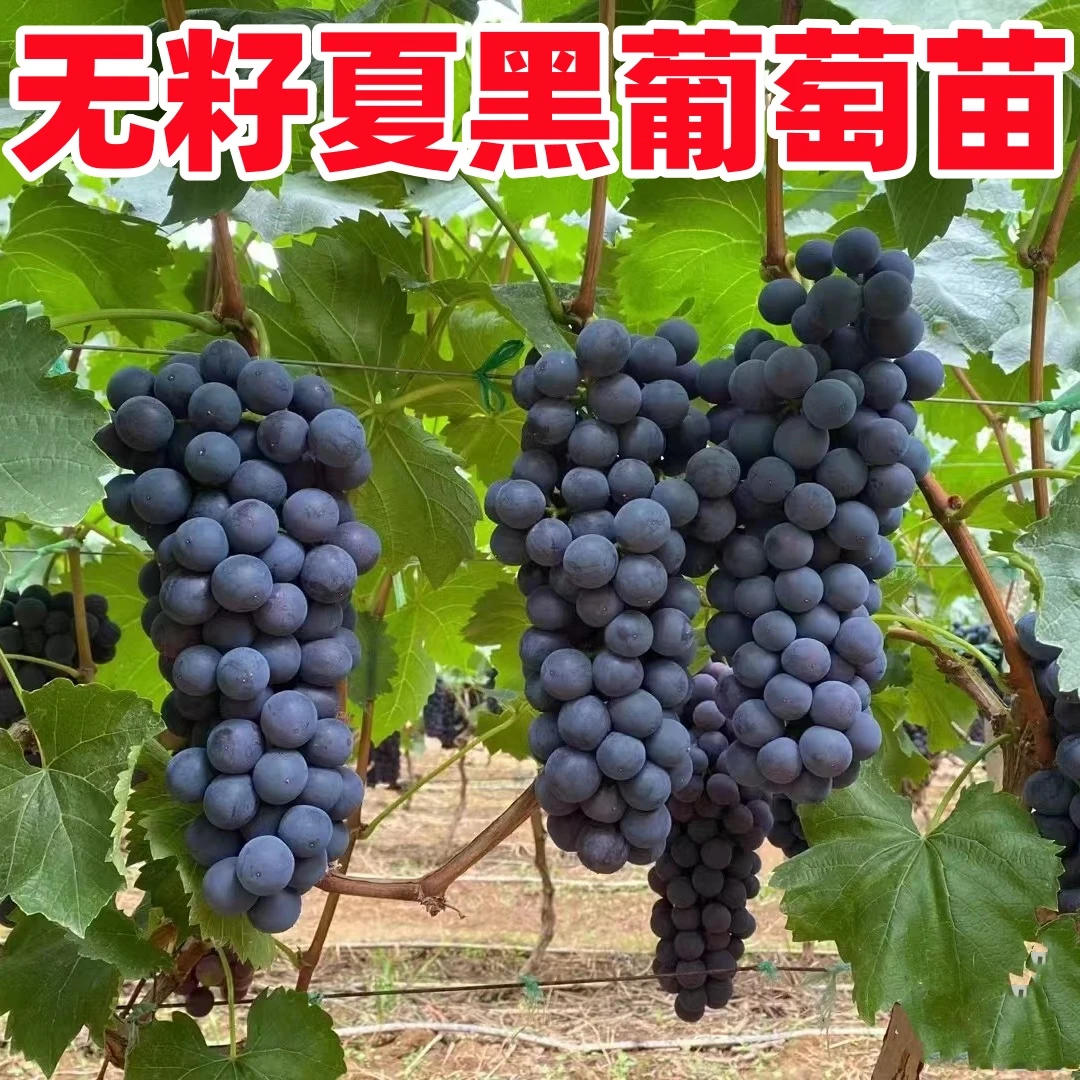 夏黑葡萄树苗阳台盆栽地栽四季爬藤南北方地栽庭院老品种葡萄树苗
