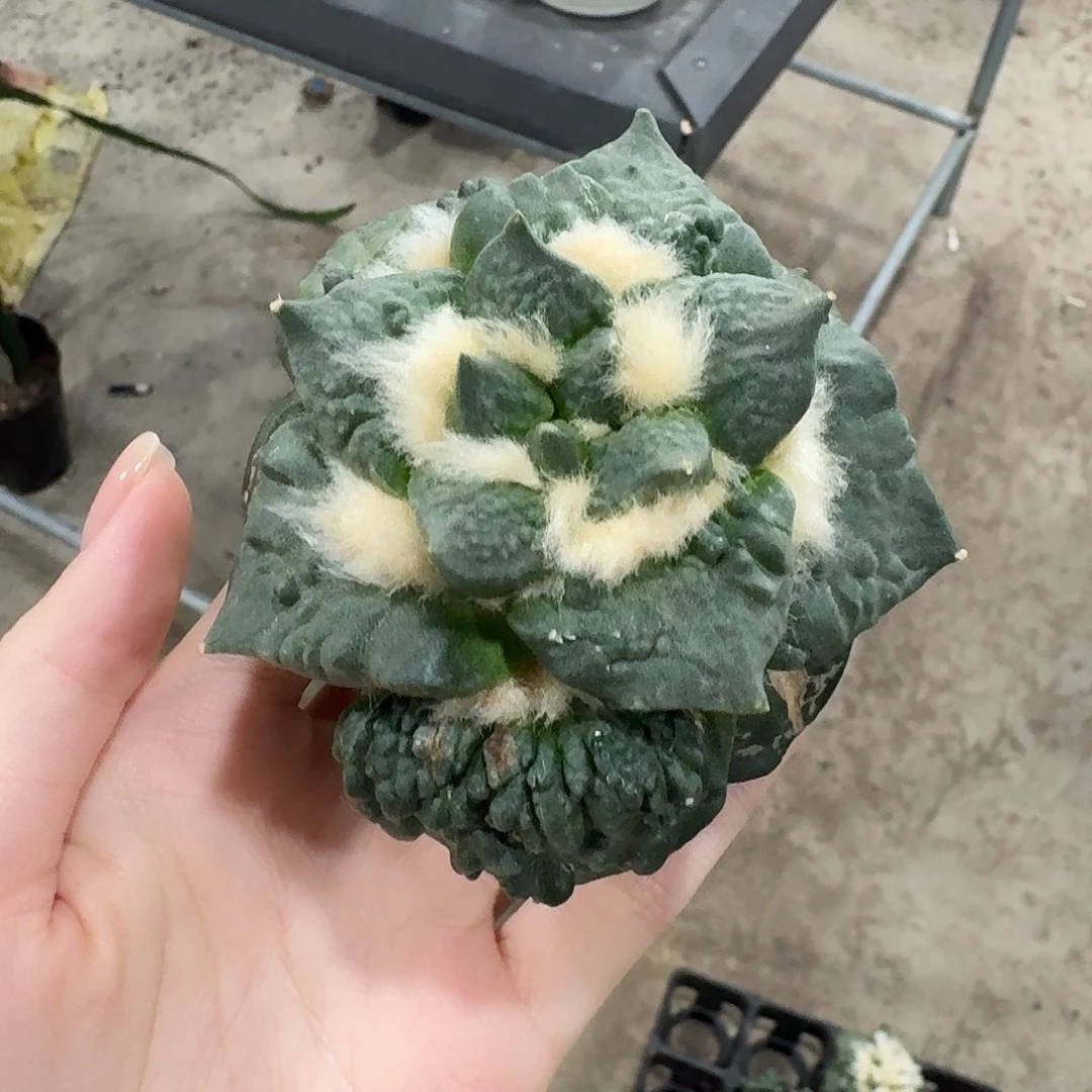 8.7cm满尤怒涛无根福利价