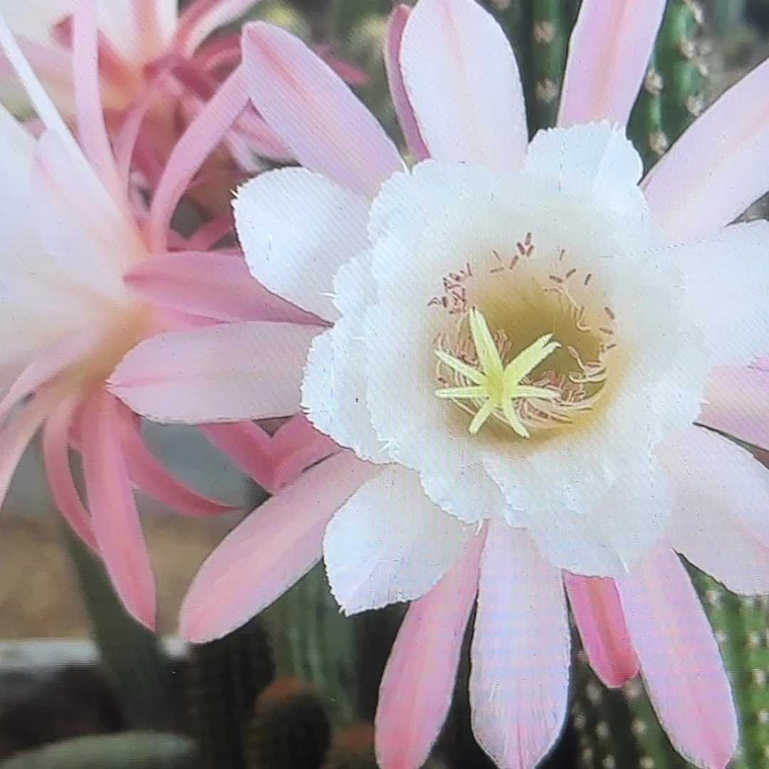 菲德尔金妞侧牙20包邮仙人球9