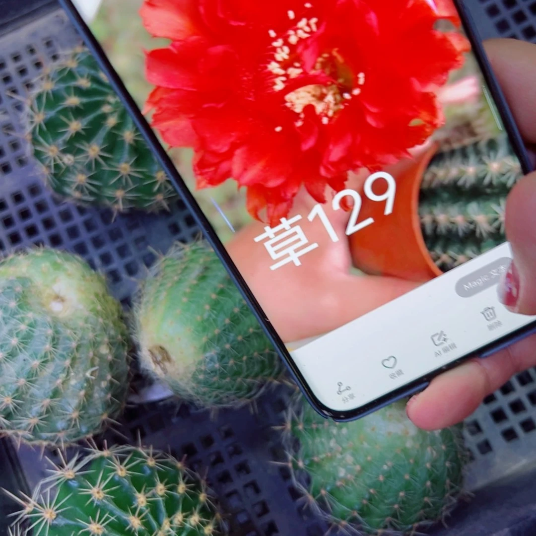 下41彩草129 歪无根侧芽5公分左右20包邮