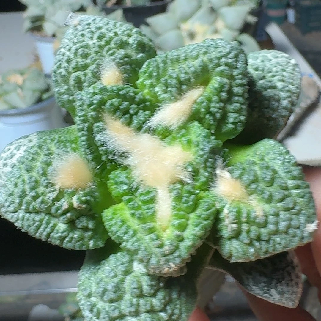 【闪购商品】无花朵用****2哥龟852