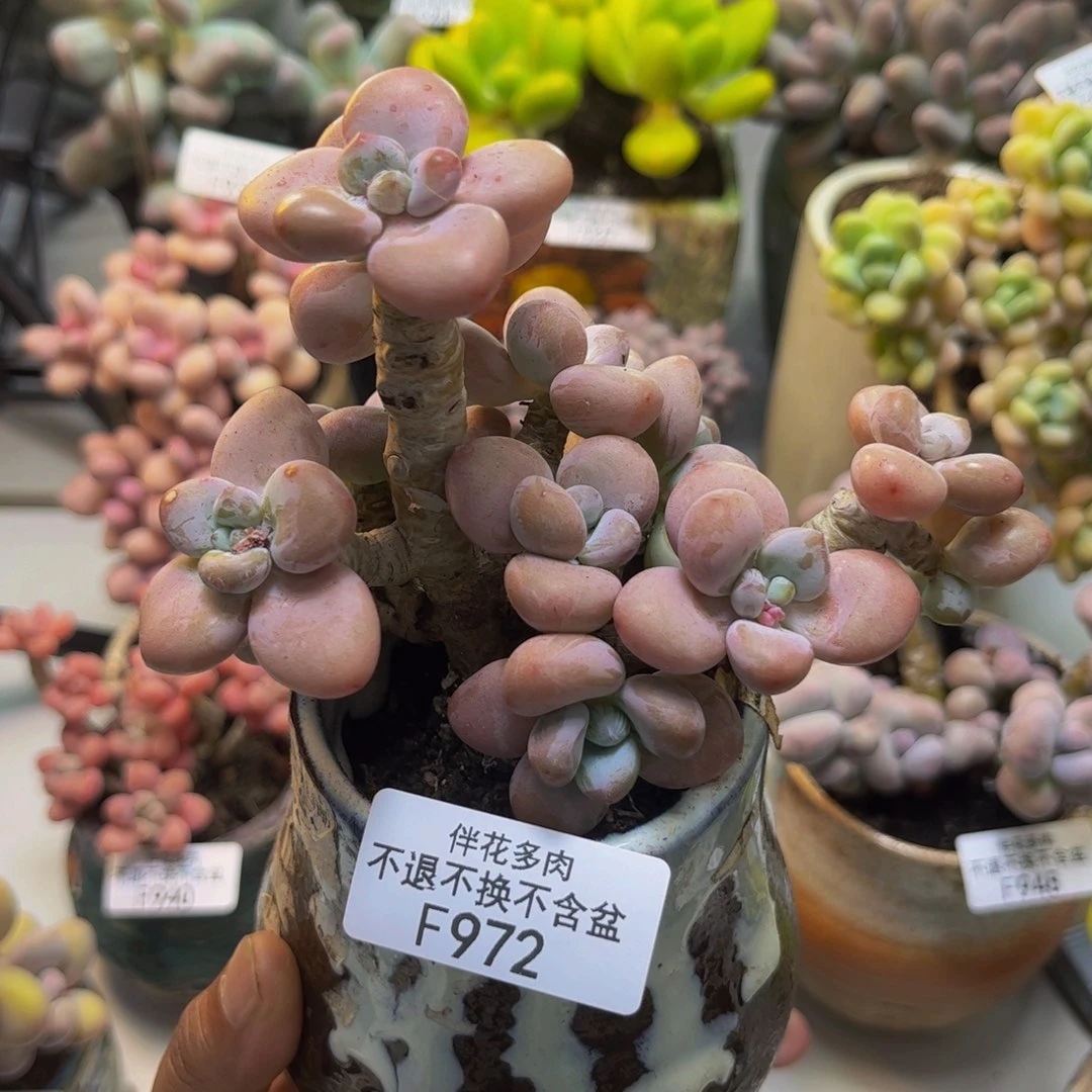 花朵洛神972/9cm多肉