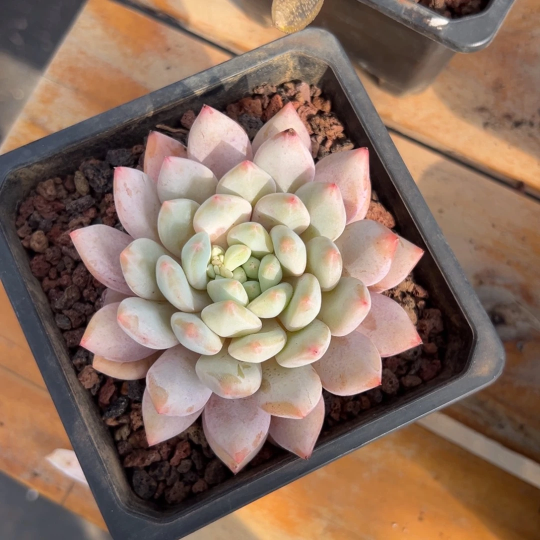 多肉半夏【非偏远地区满18包邮】