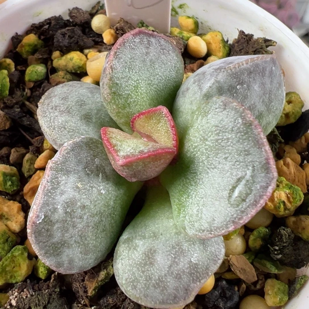 w斑点款实生新品多肉植物