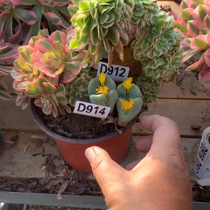 914大将肉缀多肉111