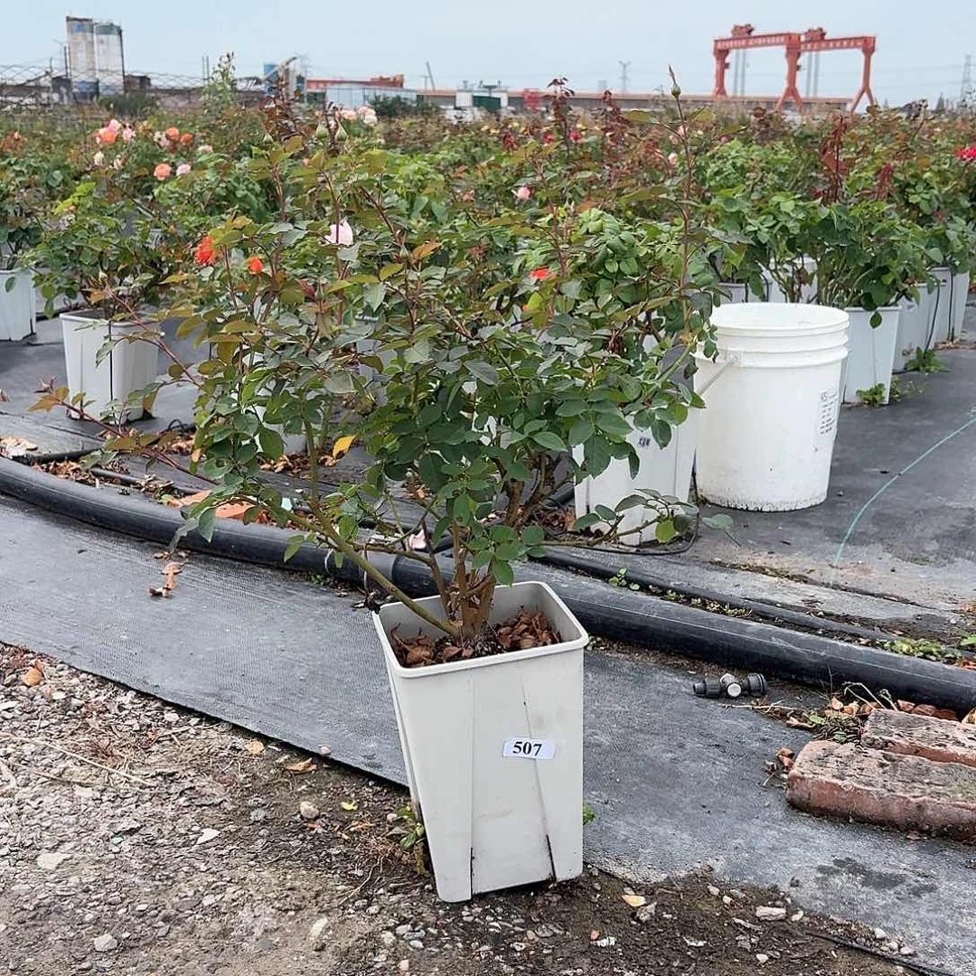 当前无花朵，栽培后可花朵507