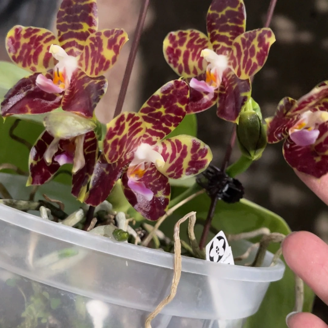 完全开放弥陀19-福利-662