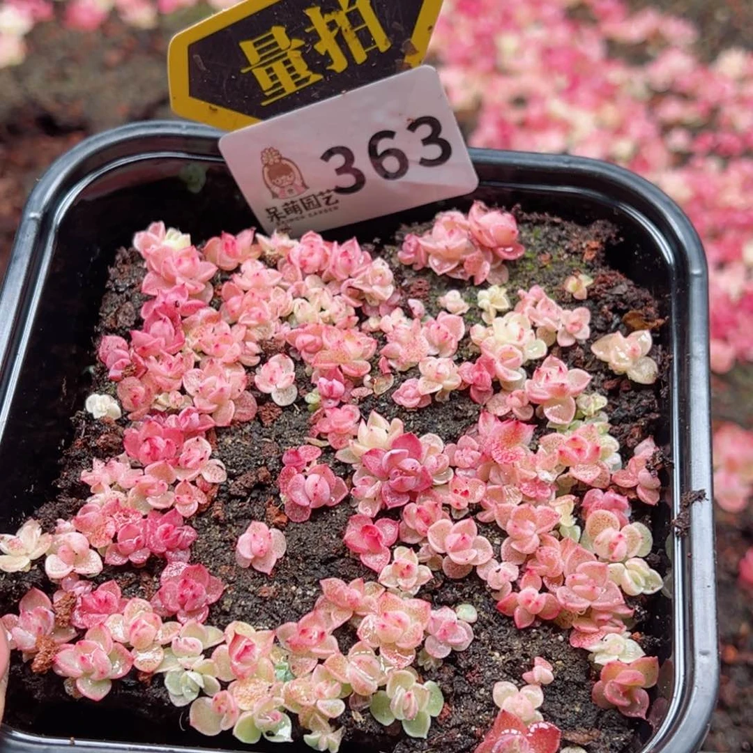 多肉植物多肉植物