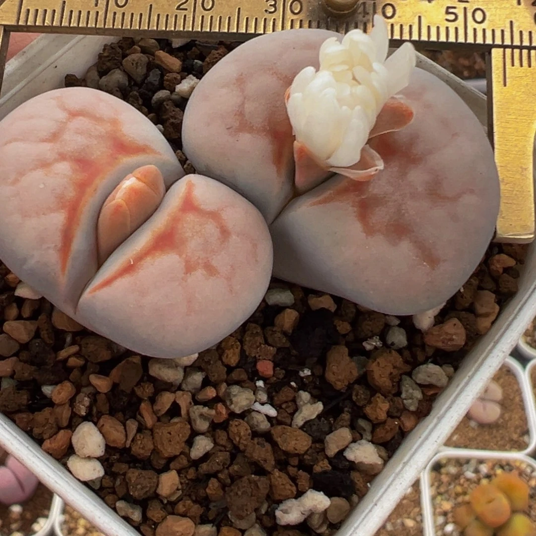 粉红豹母本10年植物百科