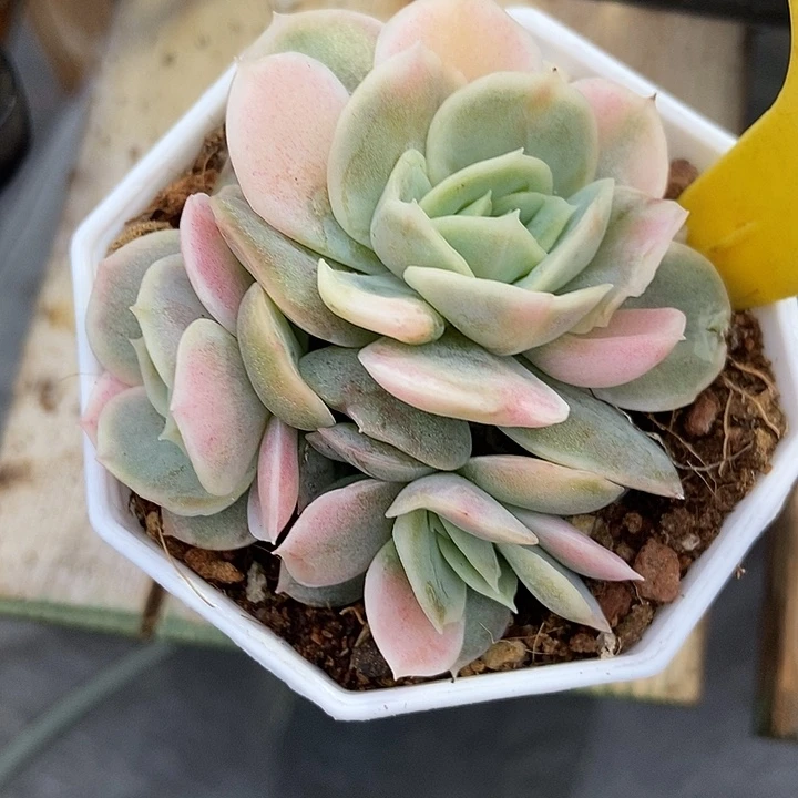 多肉植物蓝色惊喜锦1095