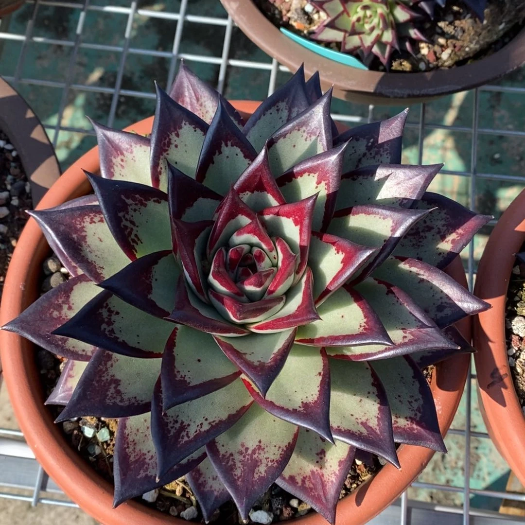 。美黄侧芽B-25.11.24