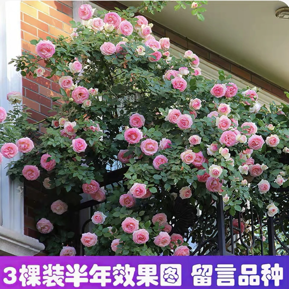 庭院爬藤植物龙沙宝石四季月季鲜花多色爆开院子阳台花卉植物