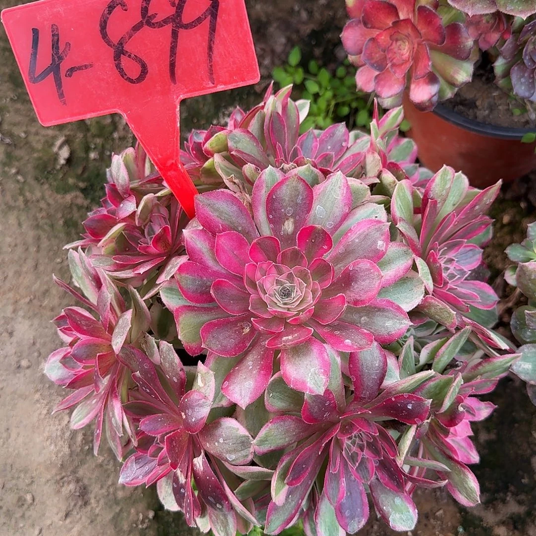 4-899孔雀翎多肉法师