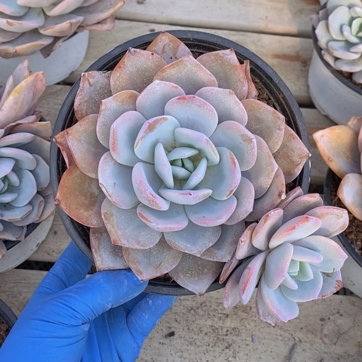 653奶茶老桩飘枝，